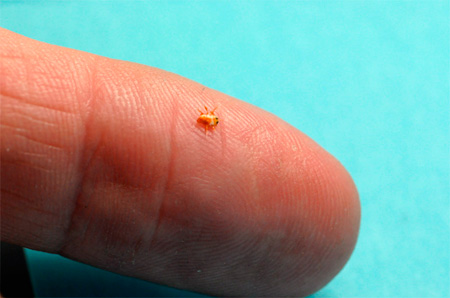 Bloody Bed Bugs! Budget hotels Malaysia, Singapore, Thailand and Asia ...